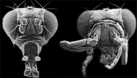 چگونگی تکوین اندام‌ها تحت فرمان ژن‌ها