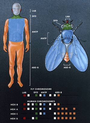 چگونگی تکوین اندام‌ها تحت فرمان ژن‌ها