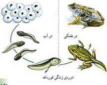 دگردیسی، بازنوشت تکامل