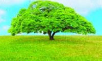  درخت، منبع انرژی