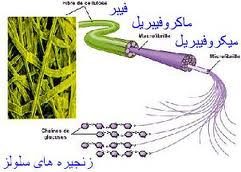 درخت، منبع انرژی
