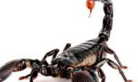 تکامل عقرب‌ه