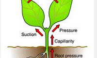  جریان آب در گیاه