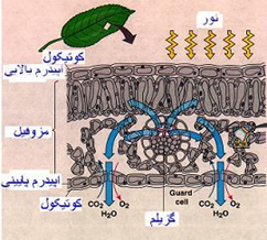 جریان آب در گیاه