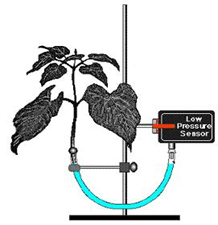 جریان آب در گیاه