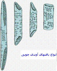 جریان آب در گیاه