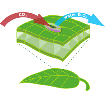 جریان آب در گیاه