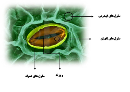جریان آب در گیاه