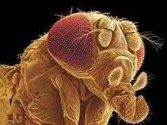 تئوری طول عمر