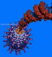 تئوری طول عمر