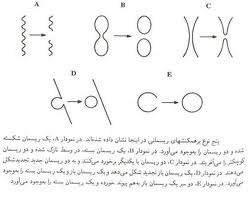 مکتب فراگیر نیوتون در فیزیک