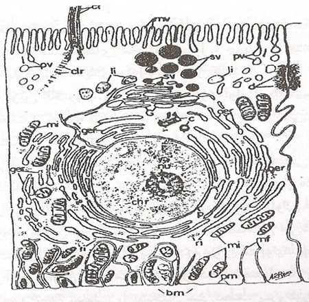 فیزیولوژی و آناتومی انسانی