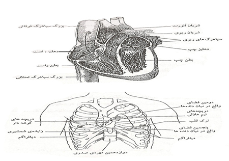 فیزیولوژی و آناتومی انسانی
