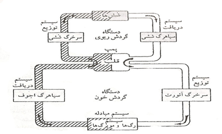 فیزیولوژی و آناتومی انسانی