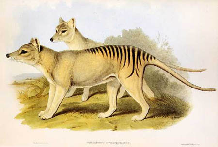 این گرگ خیال انگیز