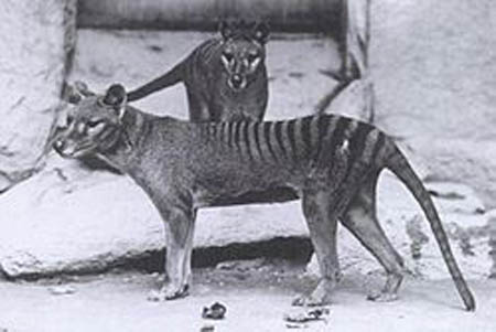 این گرگ خیال انگیز