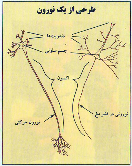 فرآیندهای مغز هنگام اعتیاد