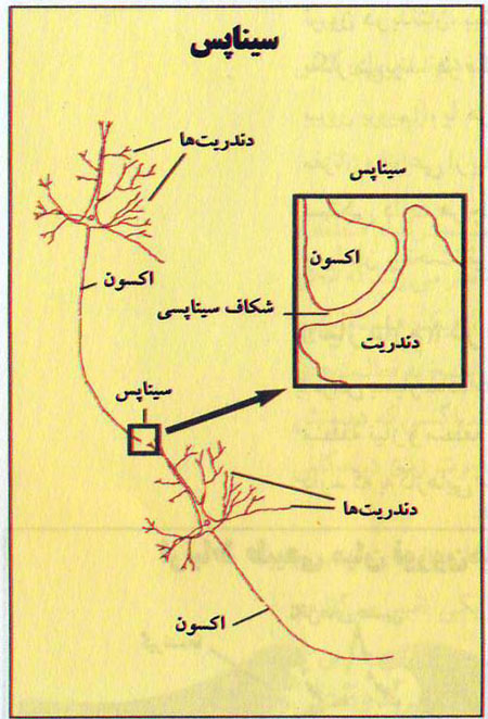 فرآیندهای مغز هنگام اعتیاد