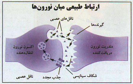 فرآیندهای مغز هنگام اعتیاد