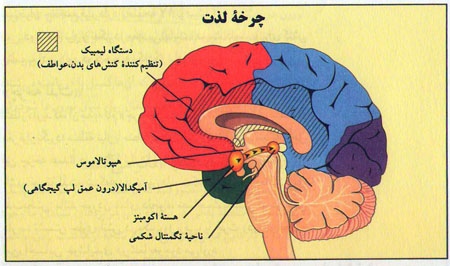 فرآیندهای مغز هنگام اعتیاد