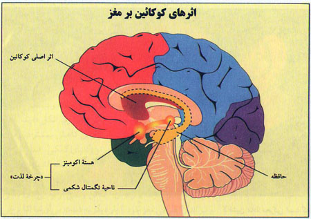 اثر مواد اعتیادآور بر بدن اثر مواد اعتیادآور بر بدن