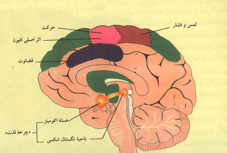 اثر مواد اعتیادآور بر بدن اثر مواد اعتیادآور بر بدن