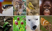 تنوع زیستی Biodiversity
