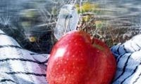  مدرّس مکتب نرفته