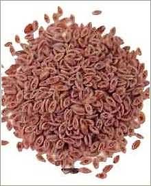 خواص دارويي گياه اسپرزه