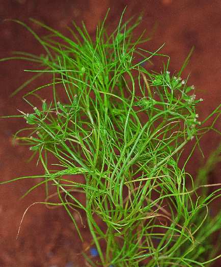 خواص دارويي گياهِ زيره سبز