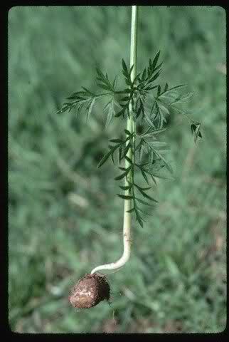 خواص دارويي گياه زيره سياه