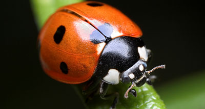 چگونه استفاده از آفت کش‌ها را محدود کنیم