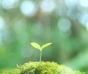 گیاهان دو لپه 