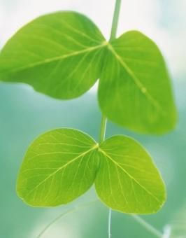 مقایسه تک لپه‌ای‌ها و دو لپه‌ای‌ها