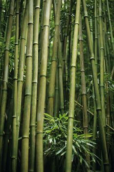 خواص درمانی جوانه‌های گیاه بامبو (نی)