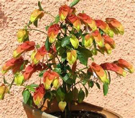 بلوپرون ( گل ميگو ) بلوپرون ( گل ميگو )