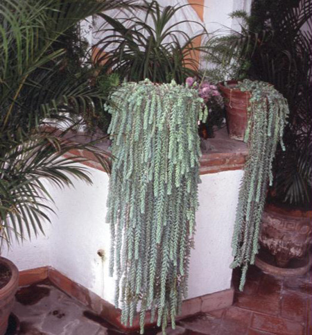 سدوم سدوم