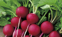 تربچه
