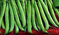 لوبيا