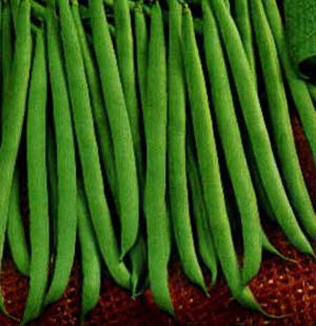 لوبيا