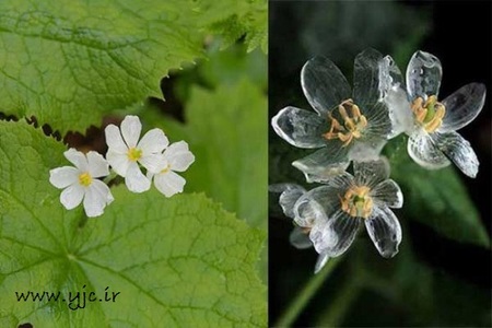 شگفت انگیزترین گل دنیا 
