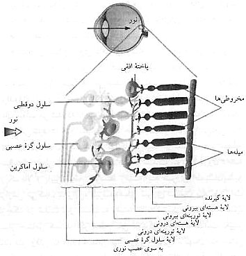 احساس، ادراك و عمل