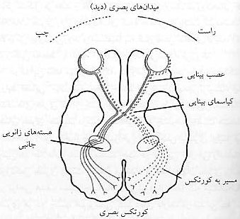 احساس، ادراك و عمل