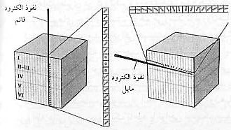 احساس، ادراك و عمل