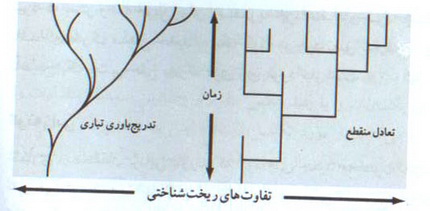فسيل تبار انسان