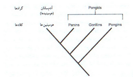 فسيل تبار انسان