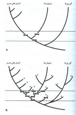 نخستين هومينين ها