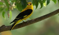 مرغ انجیر خوار و گل‌ها