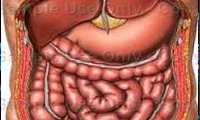  مراحل گوارش از دیدگاه پزشکی روز
