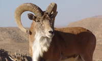 قوچ فربه بوکی قوچ فربه بوکی